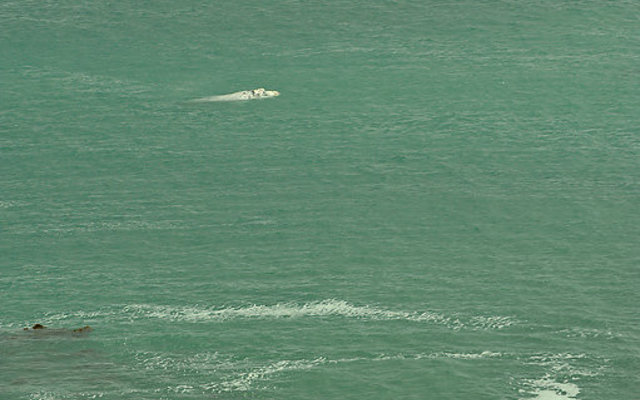 Southern Right Whale in front of Whalesong